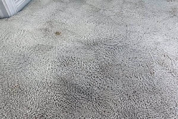 Carpet before professional cleaning, showing dirt and discolouration